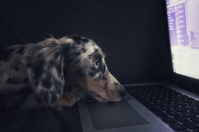 cachorro computador triste