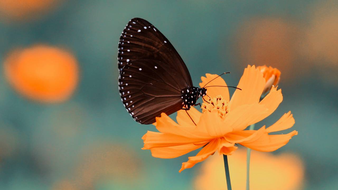 borboleta flor