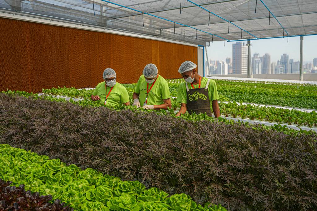 Funcionários cultivando hortaliças.