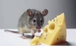 A imagem mostra um pequeno rato cinza ao lado de um pedaço de queijo amarelo com buracos. O rato está com uma pata tocando o queijo, e há alguns pedaços menores de queijo espalhados ao redor.