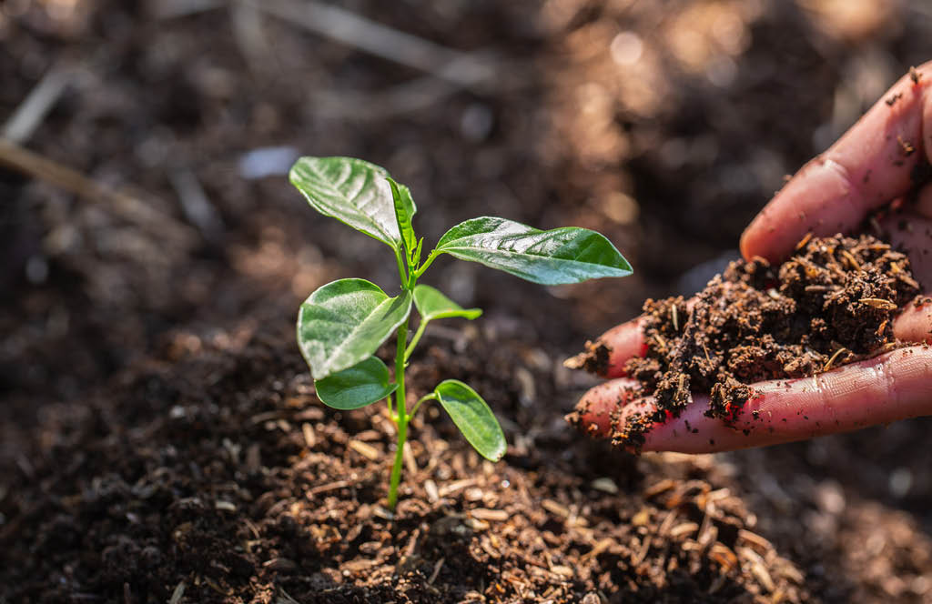 Taxonomia Verde: o conceito que definirá investimentos e sustentabilidade em 2025