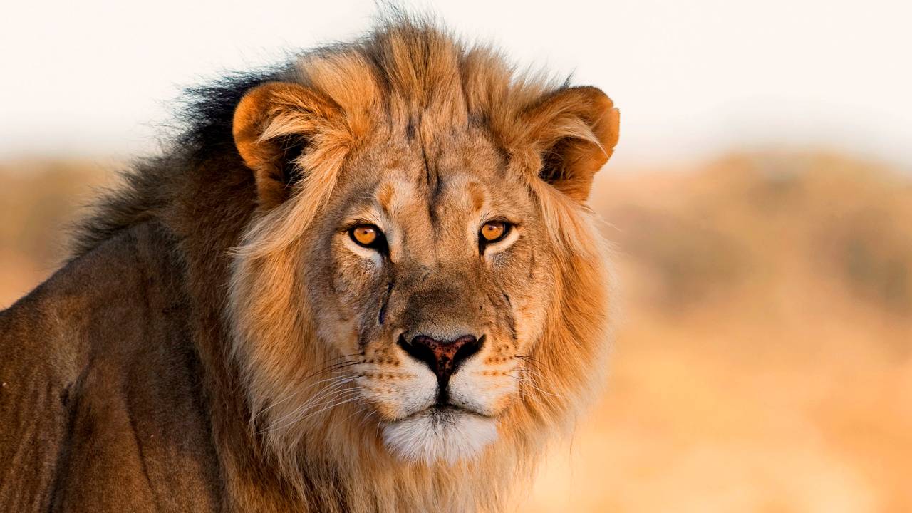 Leão macho posando na luz da tarde no deserto do Kalahari, na África do Sul.